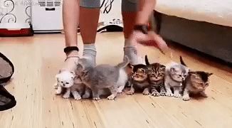 wrangle kittens